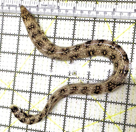 Snowflake Eel SE011302 WYSIWYG Size: M 12" to 14" approx