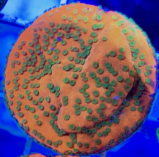 Sunset Montipora SSM050804 WYSIWYG