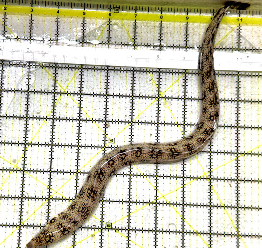 Snowflake Eel SE011301 WYSIWYG Size: S 8" to 12" approx