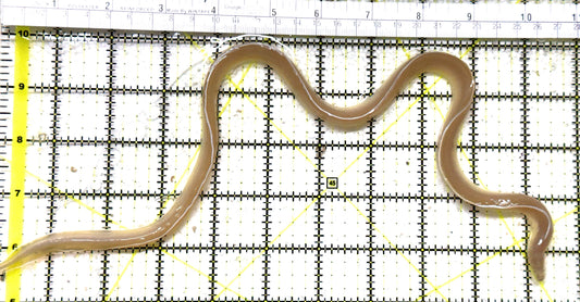 White Ribbon Eel WRE011301 WYSIWYG Size: L 15" to 20" approx