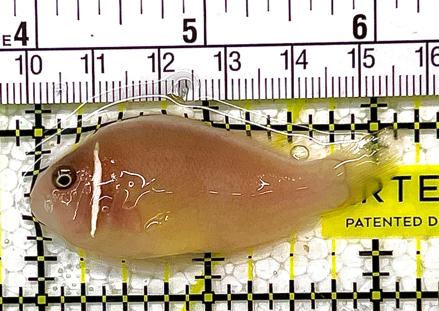 Pink Skunk Clownfish OSC111402 WYSIWYG Size: S 2" approx