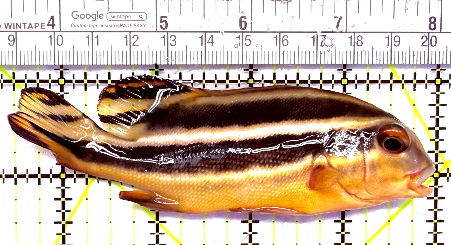 Yellow Lined Giant Sweetlips YLGS012702 WYSIWYG Size: L 4.5" approx