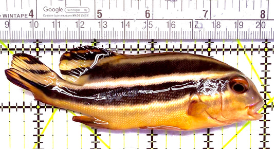 Yellow Lined Giant Sweetlips YLGS012702 WYSIWYG Size: L 4.5" approx