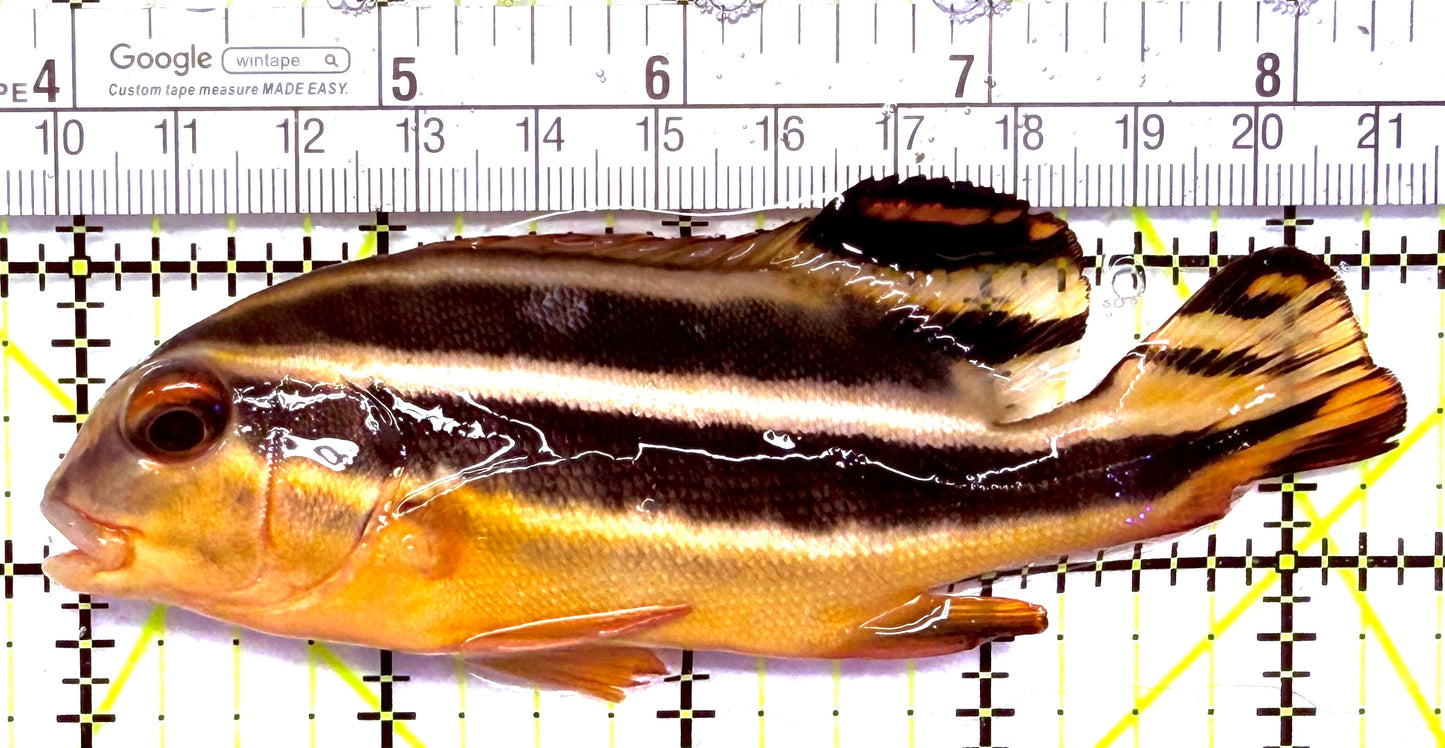 Yellow Lined Giant Sweetlips YLGS012702 WYSIWYG Size: L 4.5" approx