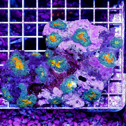 Indo Ultra Bullseye Mushroom (Single Head) Size: L 0.75" to 1" Diamter Approx - Violet Aquarium 