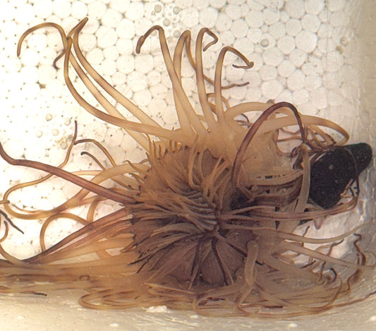 Yellow Tube Anemone YTA040701 WYSIWYG
