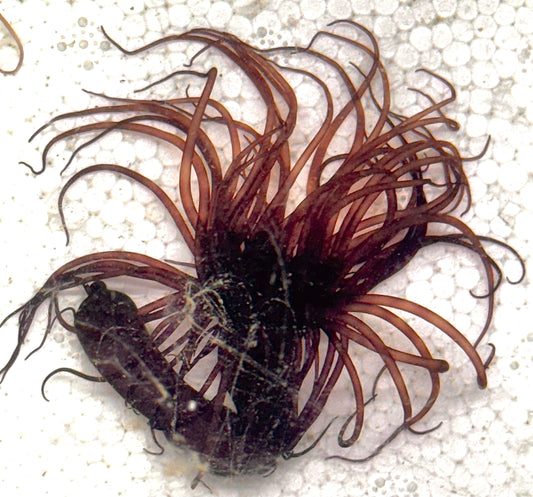 Purple Tube Anemone PTA040701 WYSIWYG