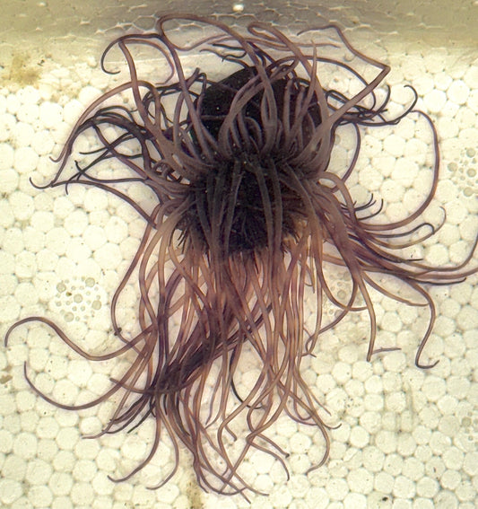 Purple Tube Anemone PTA040702 WYSIWYG