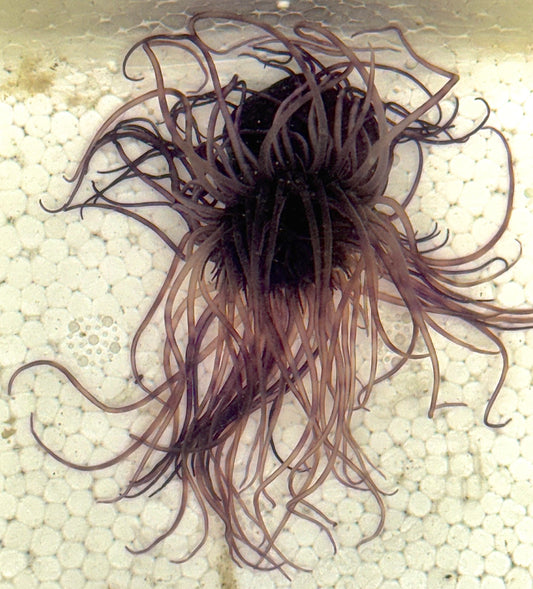 Purple Tube Anemone PTA040703 WYSIWYG