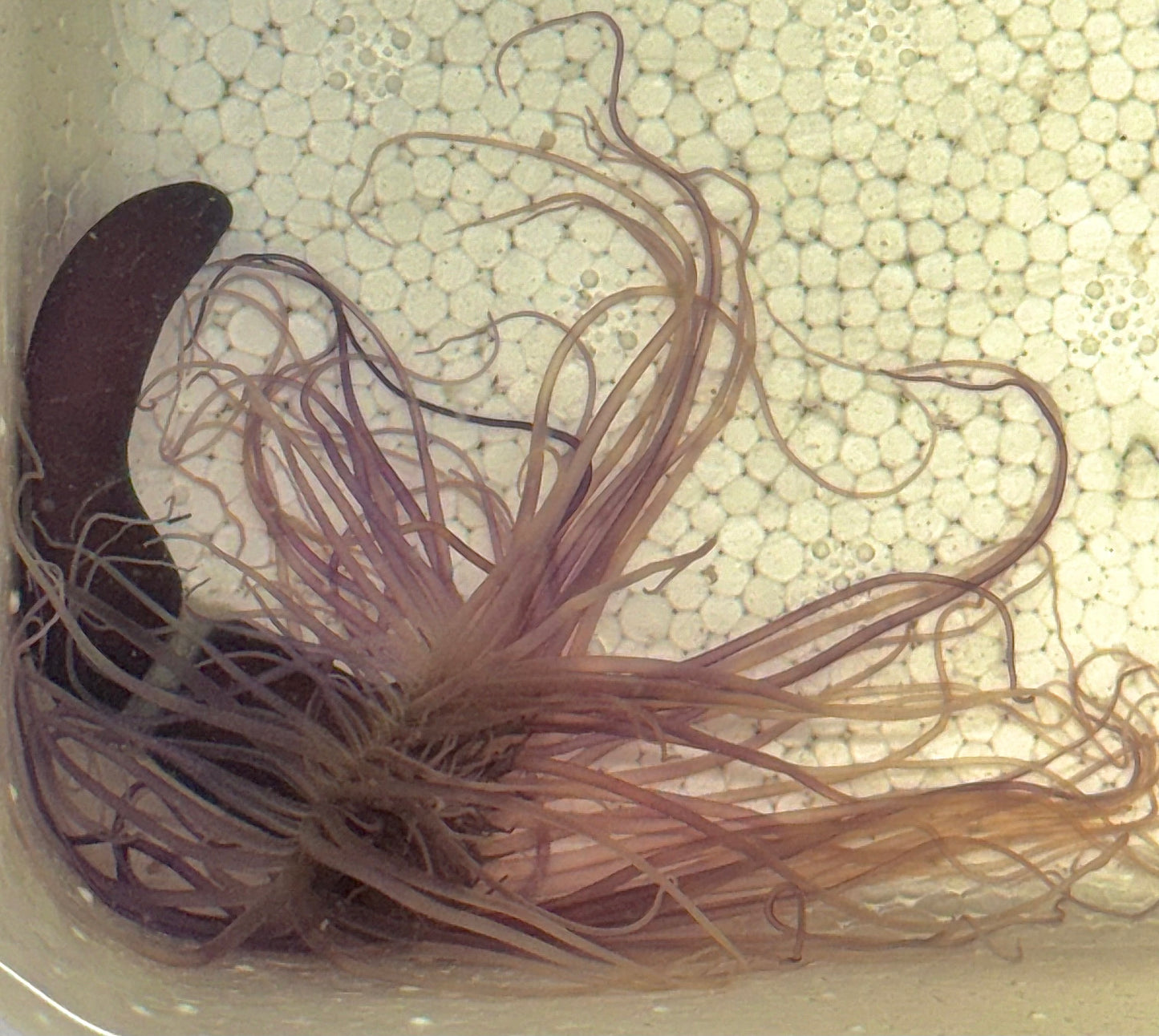 Purple Tube Anemone PTA040704 WYSIWYG