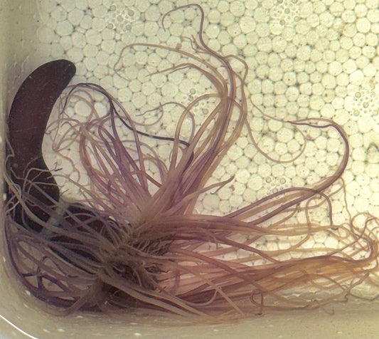 Purple Tube Anemone PTA040704 WYSIWYG