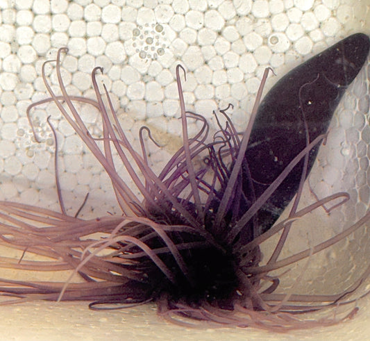 Purple Tube Anemone PTA040705 WYSIWYG