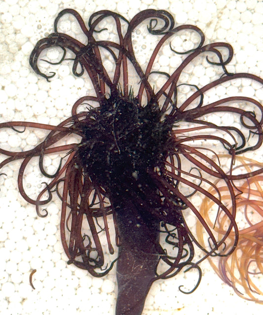 Purple Tube Anemone PTA040706 WYSIWYG