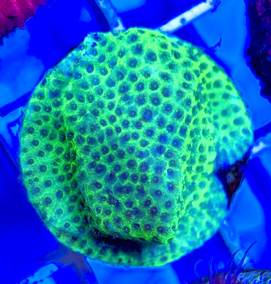 Tropic Thunder Montipora TTM050801 WYSIWYG
