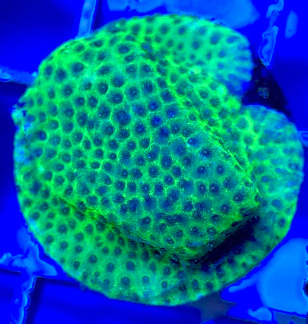Tropic Thunder Montipora TTM050801 WYSIWYG