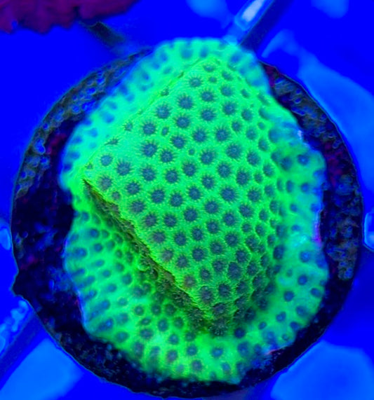 Tropic Thunder Montipora TTM050802 WYSIWYG