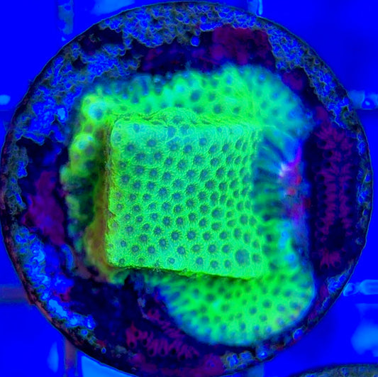 Tropic Thunder Montipora TTM050803 WYSIWYG