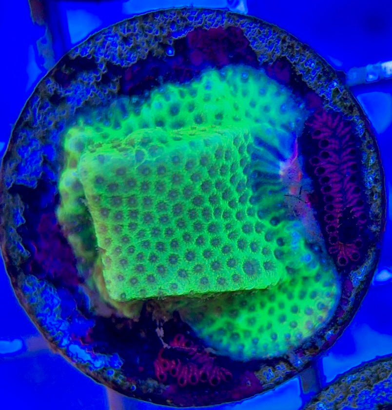 Tropic Thunder Montipora TTM050803 WYSIWYG