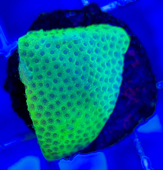 Tropic Thunder Montipora TTM050804 WYSIWYG