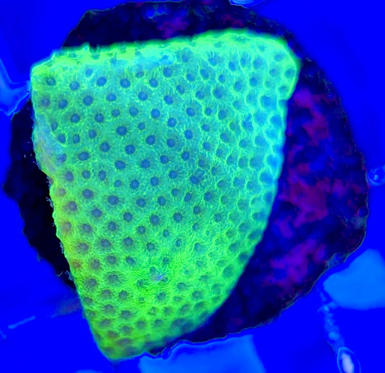 Tropic Thunder Montipora TTM050804 WYSIWYG