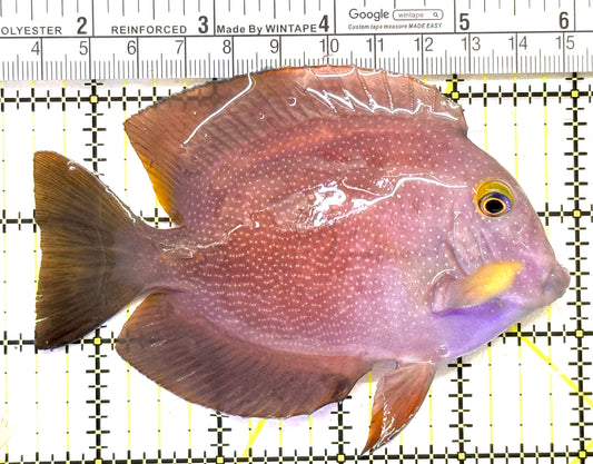 Yellow Eye Kole Tang (Spotted) YEKT011801 WYSIWYG Size: XL 4.5" approx