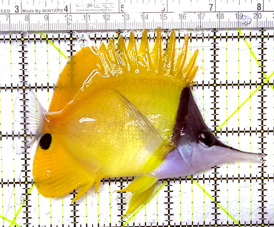 Yellow Longnose Butterflyfish YLB012701 WYSIWYG Size: XXL 5.25" approx