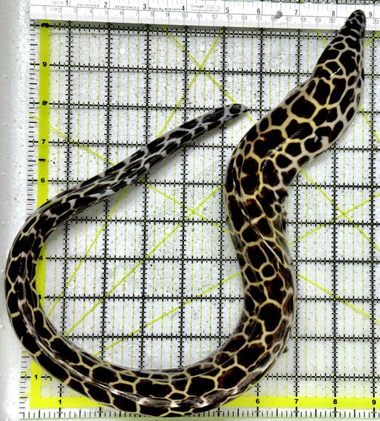 Tessellata Eel TE011801 WYSIWYG Size: SHOW/XXL 24" (Very Thick in Diameter Huge Specimen)