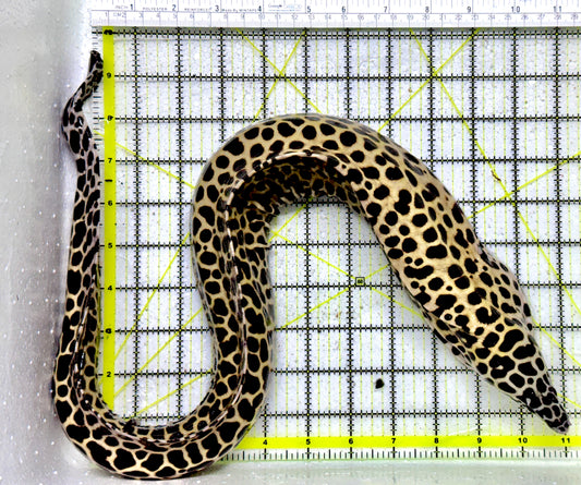 Tessellata Eel TE011802 WYSIWYG Size: SHOW/XXL 29" (Very Thick in Diameter Huge Specimen)