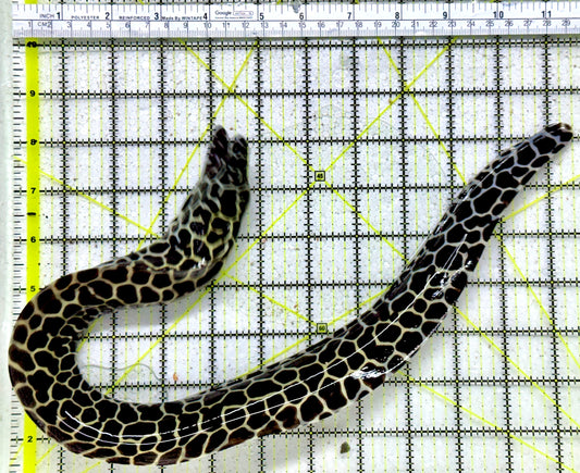 Tessellata Eel TE011804 WYSIWYG Size: SHOW/XXL 19" (Very Thick in Diameter Huge Specimen)