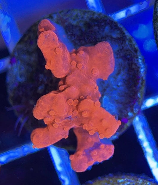 Setosa S050801 WYSIWYG