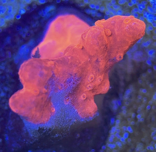 Setosa S050802 WYSIWYG