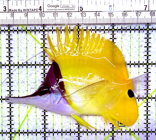 Yellow Longnose Butterflyfish YLB012601 WYSIWYG Size: XL 4.25"