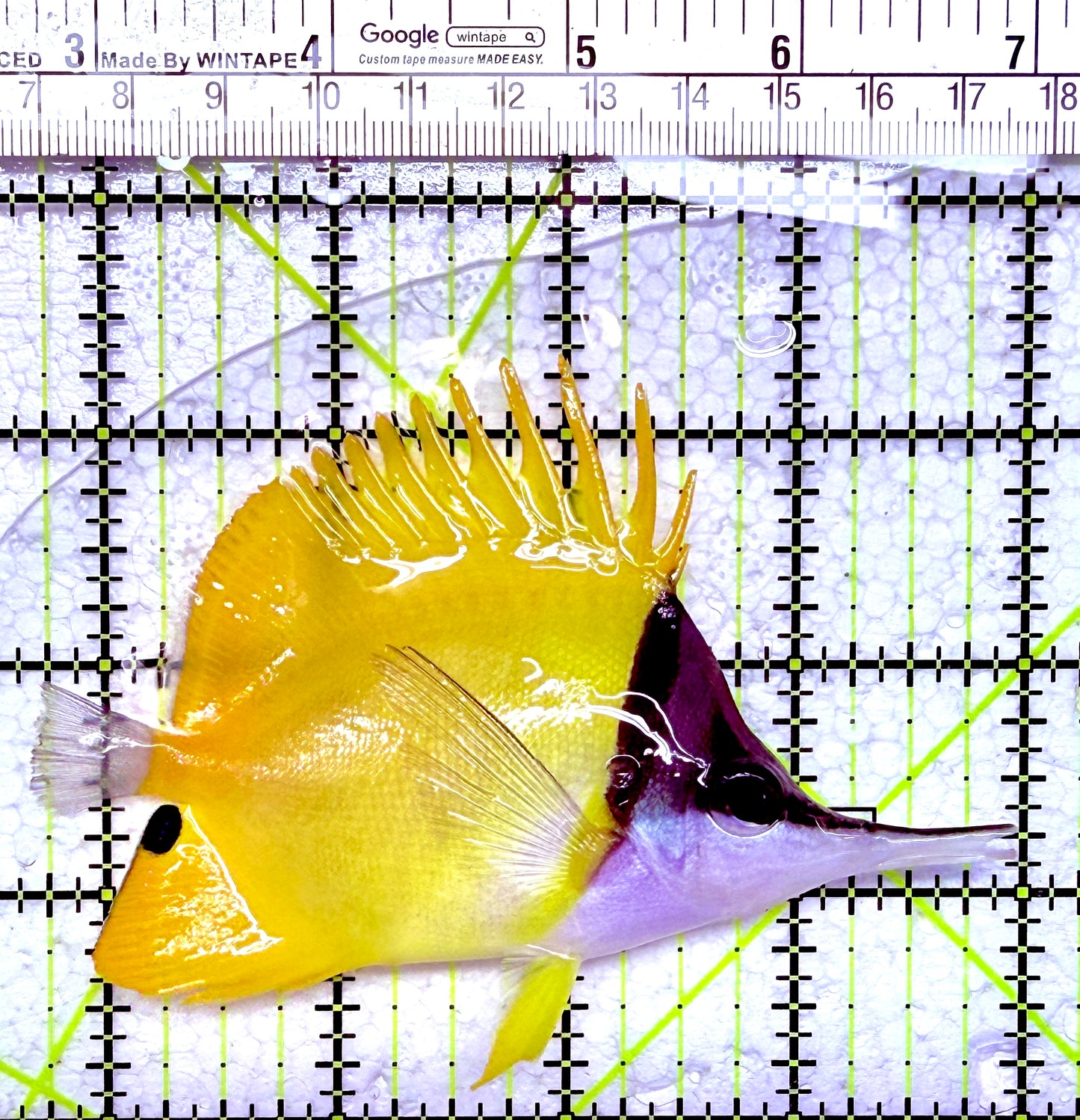 Yellow Longnose Butterflyfish YLB012601 WYSIWYG Size: XL 4.25"