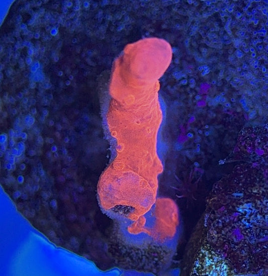 Setosa S050803 WYSIWYG