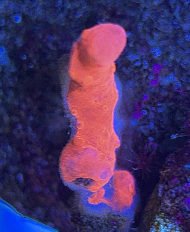 Setosa S050803 WYSIWYG