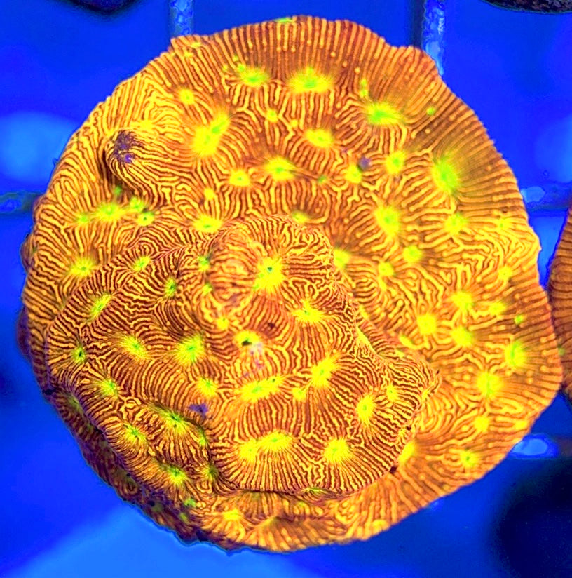 VA Jack-O-Lantern Leptoseris VJOLL050801 WYSIWYG