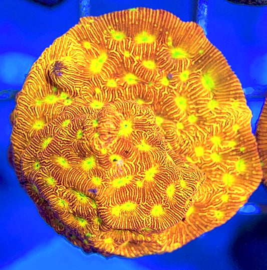 VA Jack-O-Lantern Leptoseris VJOLL050801 WYSIWYG
