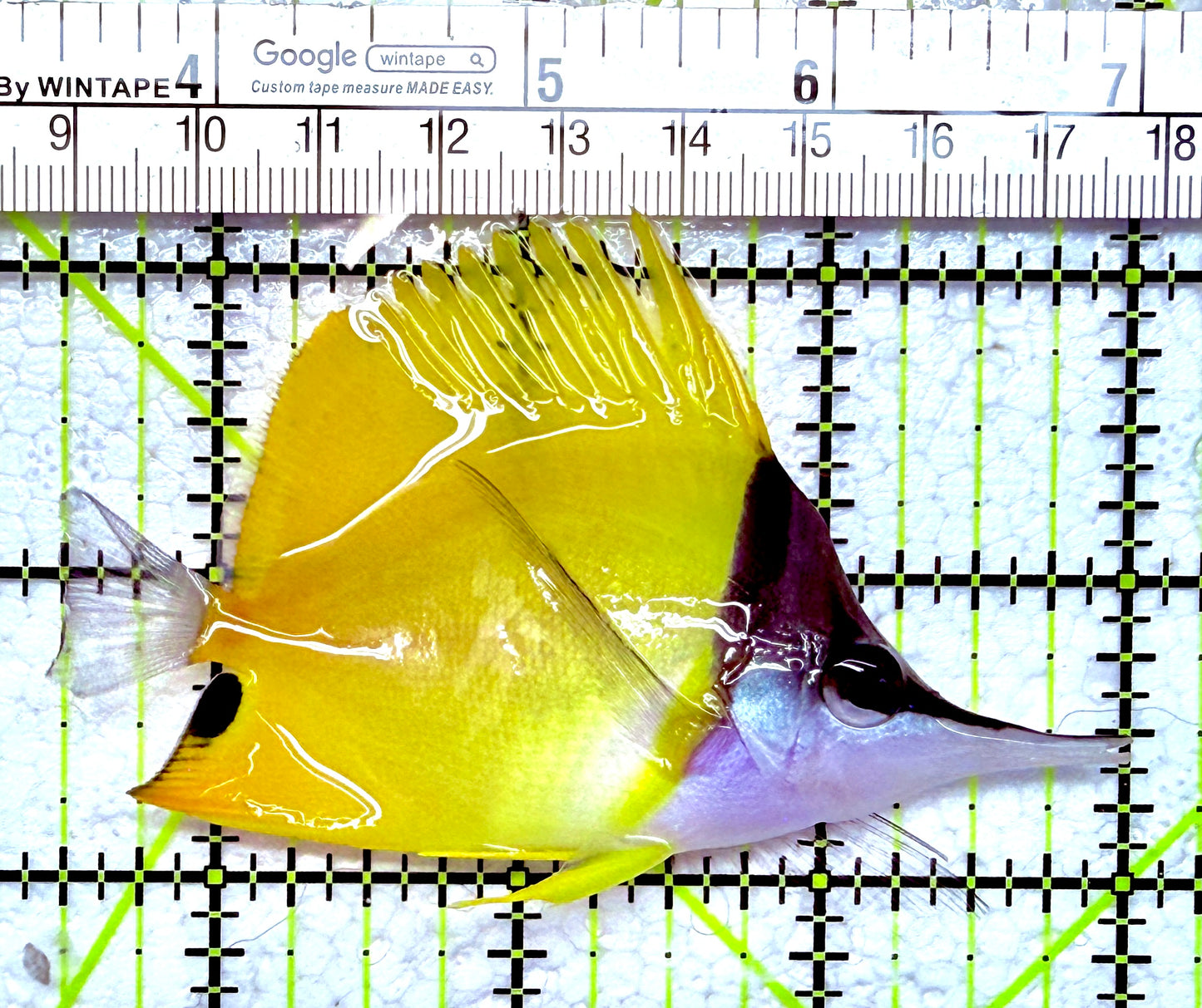 Yellow Longnose Butterflyfish YLB012602 WYSIWYG Size: L 3.5"