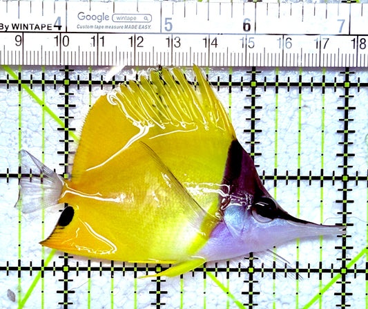 Yellow Longnose Butterflyfish YLB012602 WYSIWYG Size: L 3.5"