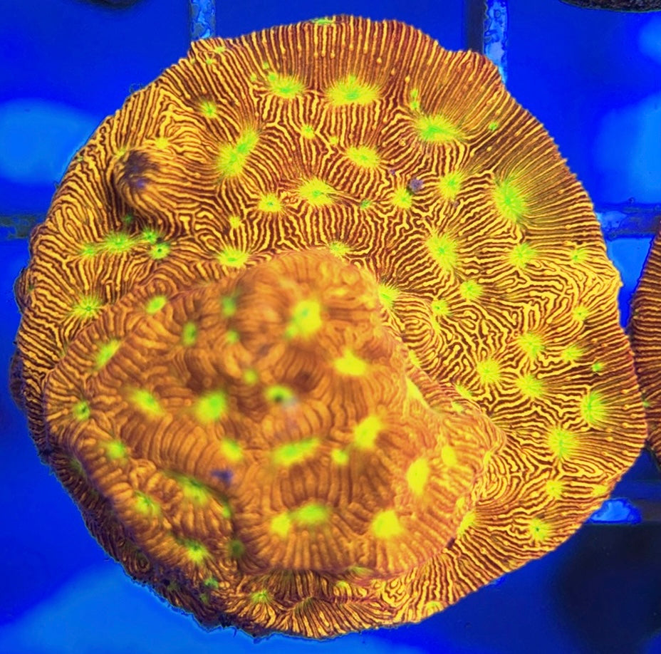 VA Jack-O-Lantern Leptoseris VJOLL050801 WYSIWYG
