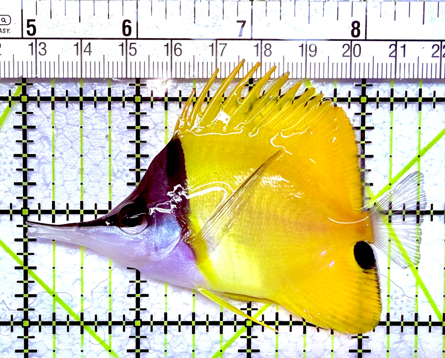 Yellow Longnose Butterflyfish YLB012602 WYSIWYG Size: L 3.5"