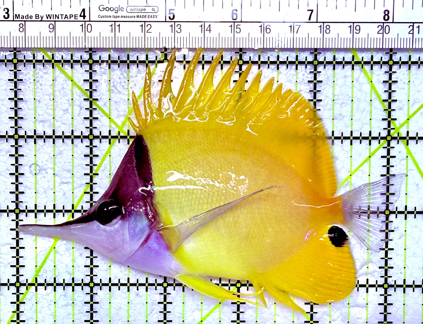 Yellow Longnose Butterflyfish YLB012603 WYSIYWG Size: XXL 5.25"