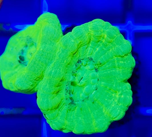 Kryptonite Candy Cane KCC050801 WYSIWYG