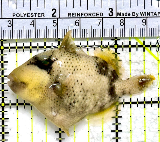 Yellowmargin Triggerfish YT011803 WYSIWYG Size: SM 2.75"