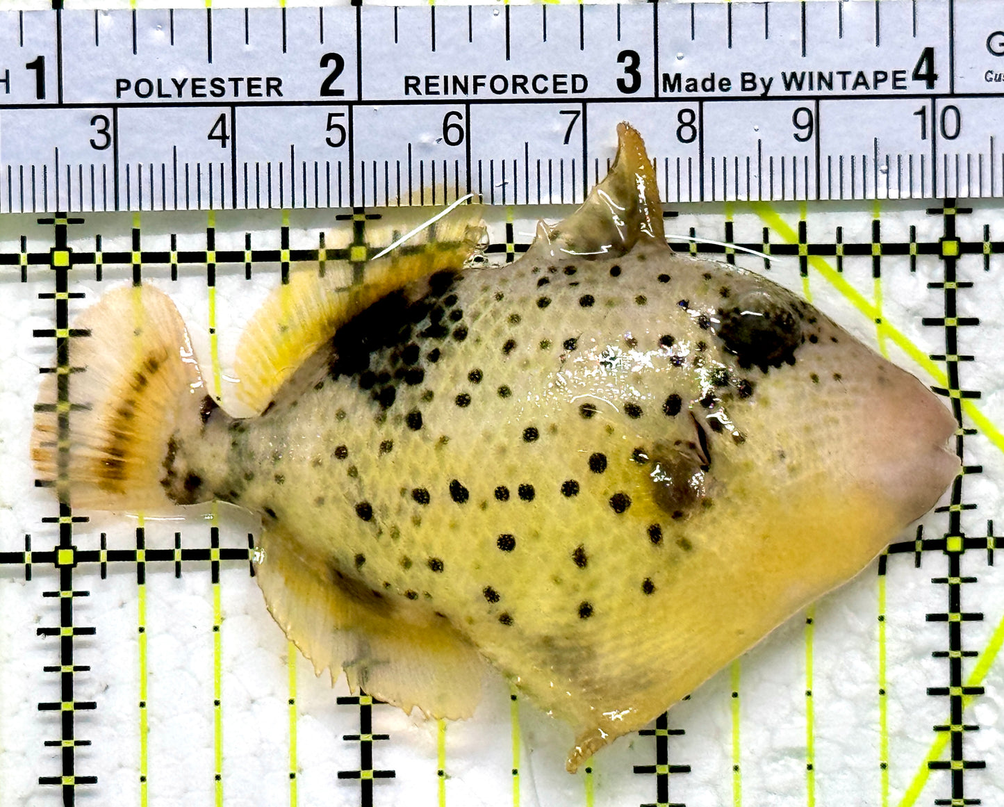Yellowmargin Triggerfish YT011804 WYSIWYG Size: SM 3"