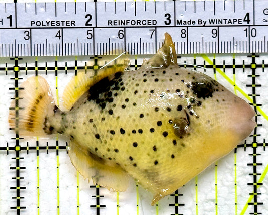 Yellowmargin Triggerfish YT011804 WYSIWYG Size: SM 3"
