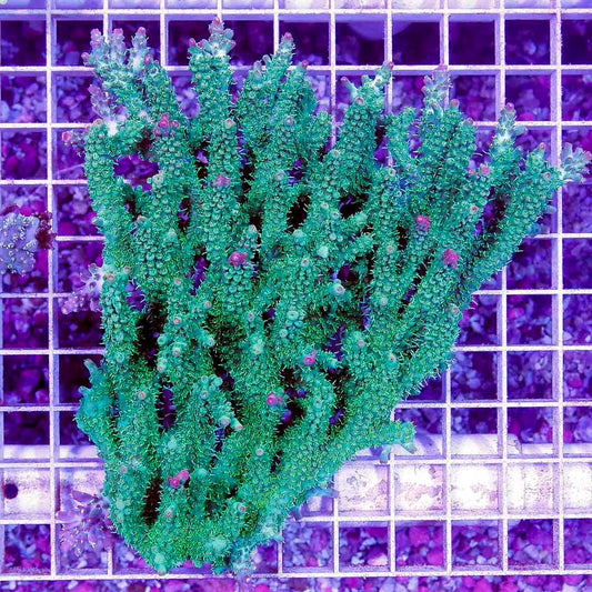 Neon Aussie Acropora Mother Colony NAAMC012201 WYSIWYG