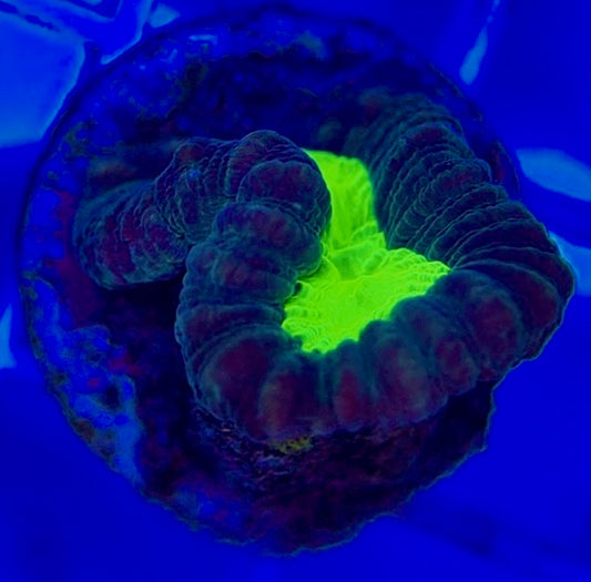 Toxic Spill Candy Cane TSC050804 WYSIWYG
