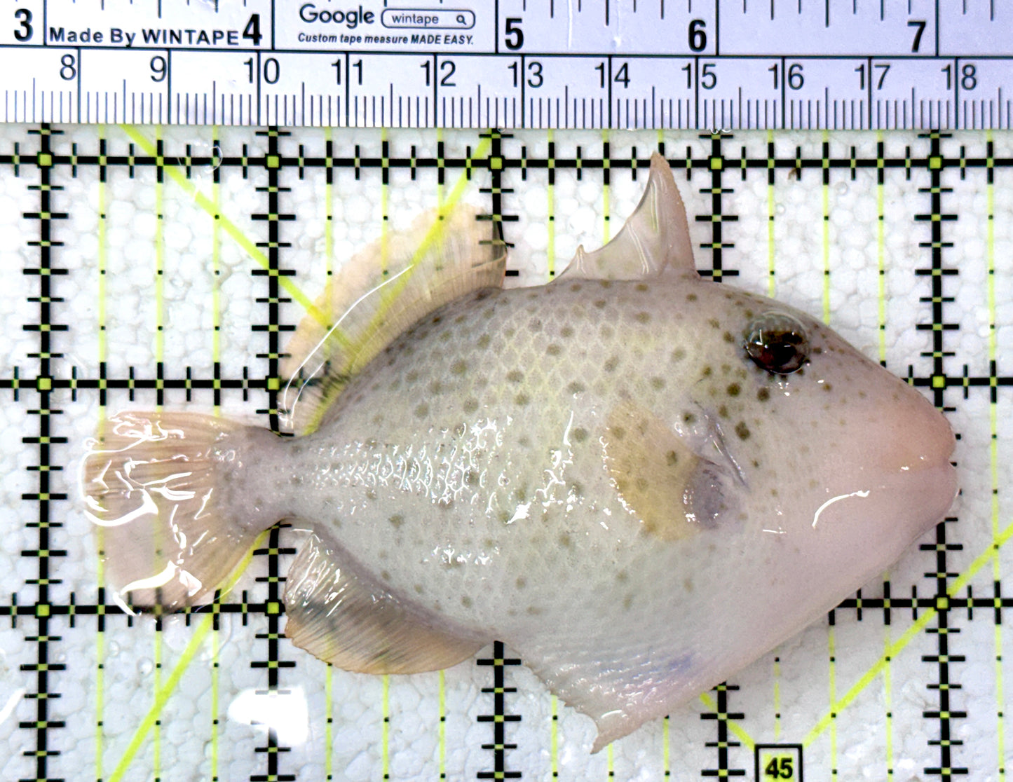 Yellowmargin Triggerfish YT012601 WYSIWYG Size: M 4"