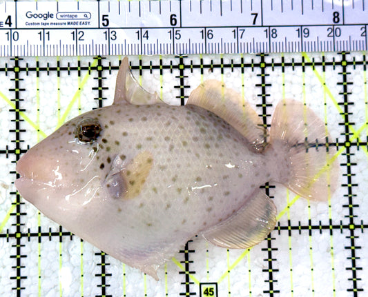 Yellowmargin Triggerfish YT012601 WYSIWYG Size: M 4"